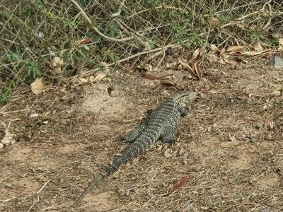 Piden no perturbar a los animales silvestres tras incendio en Parque Guasú | .::Agencia IP::.
