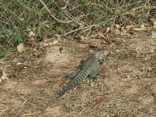 Piden no perturbar a los animales silvestres tras incendio en Parque Guasú | .::Agencia IP::.