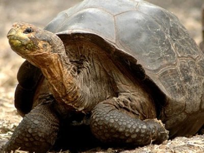 Muere a los 344 años la tortuga más vieja de África