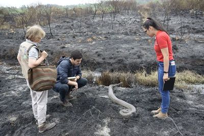 Verifican daños a la fauna y flora del Parque Guasú tras incendio