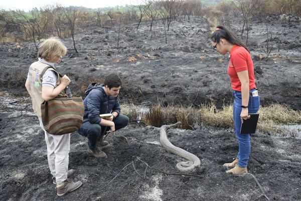 Verifican daños a la fauna y flora del Parque Guasú tras incendio
