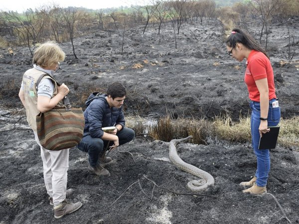 Kuriju rescatada en el Parque Guasu sigue en estado delicado