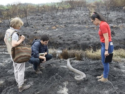 Unas 38 hectáreas con vida silvestre se perdieron en el Parque Guasú
