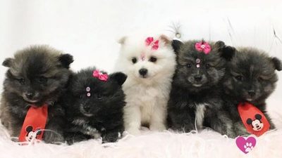 Peludos con estilo