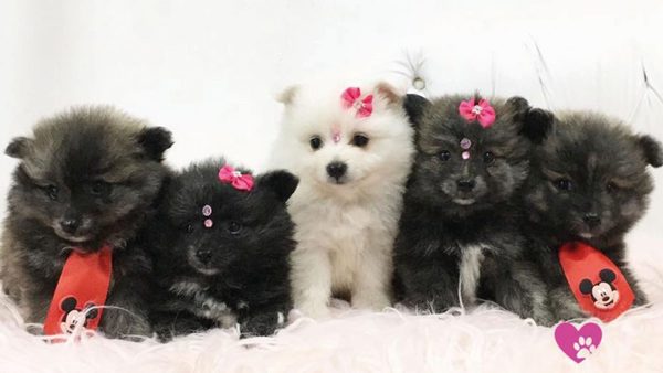 Peludos con estilo