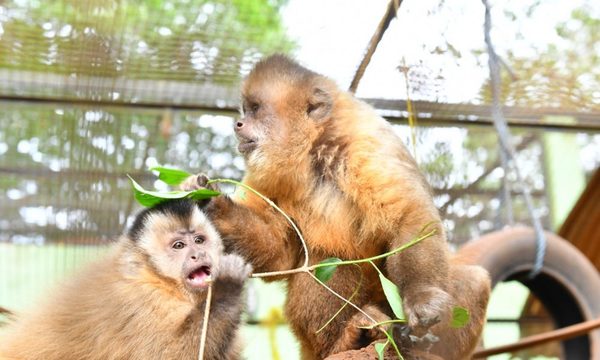 En Itaipú celebran el Día Mundial de los Animales con acciones de conservación de especies silvestres