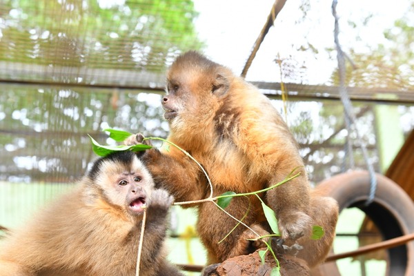 Itaipu celebra el Día Mundial de los Animales con acciones de conservación de especies silvestres | .::Agencia IP::.
