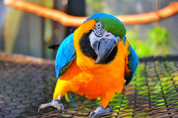 ITAIPU celebra el Día Mundial de los Animales con acciones de conservación de especies silvestres.