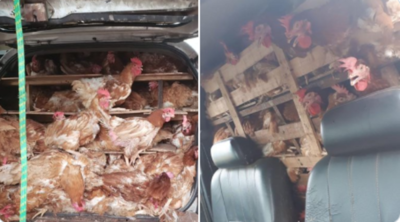 HOY / #OperativoBarrera: incautan 300 gallinas vivas en CDE