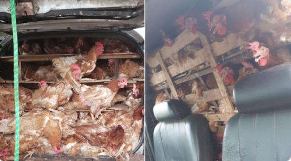 HOY / #OperativoBarrera: incautan 300 gallinas vivas en CDE