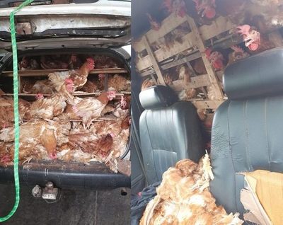 Incautan gallinas que ingresaban de forma clandestina