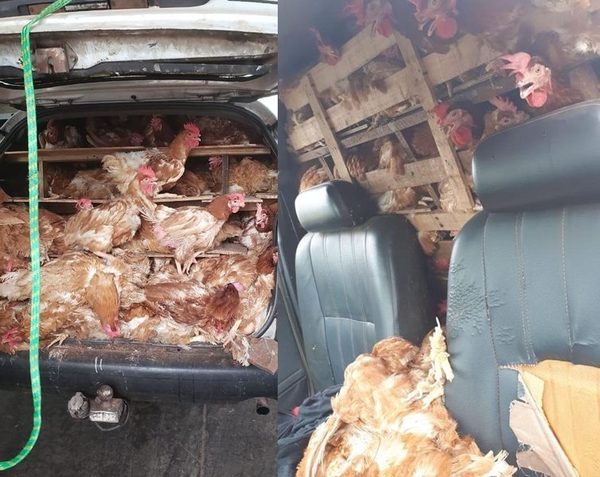 Incautan gallinas que ingresaban de forma clandestina