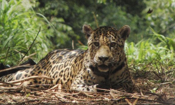 Top 10 animales en peligro de extinción en Paraguay