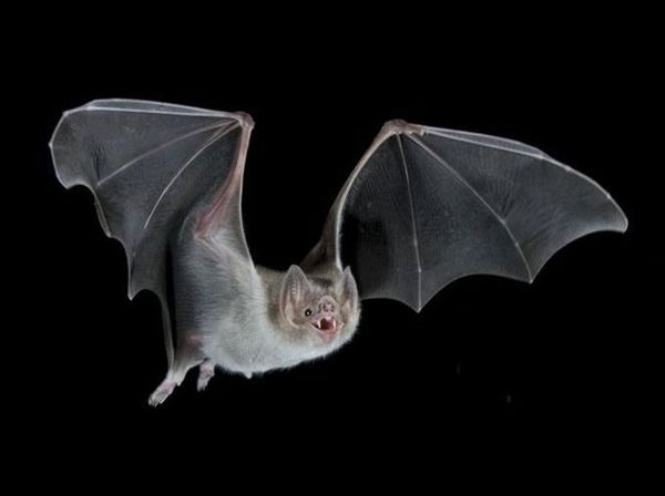 UNA insta a no tocar a murciélagos para evitar el contagio de rabia - Nacionales - ABC Color