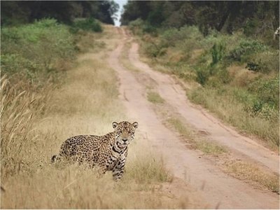 En el Día Mundial de los Animales instan a respetar la vida silvestre