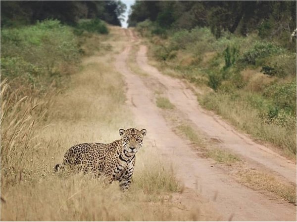 En el Día Mundial de los Animales instan a respetar la vida silvestre