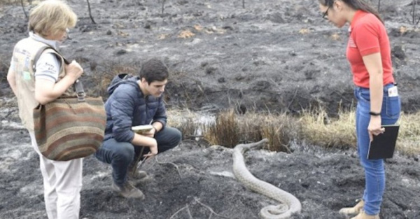 Rescataron a kuriju quemada en Parque Guasu