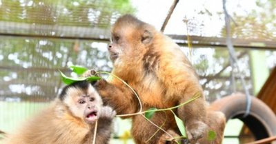 Celebraron el día mundial del animal