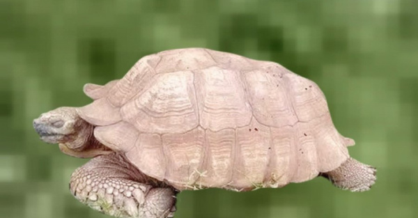 Tortuga murió a los 344 años