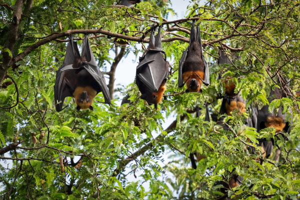Caso de rabia por mordedura de murciélago enciende alarma | San Lorenzo Py