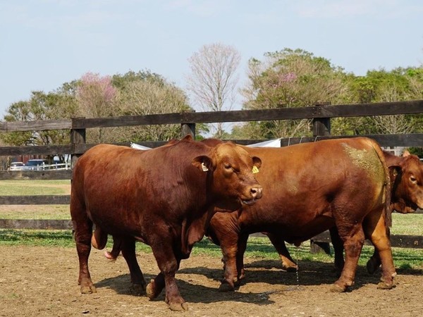 Productores de Brangus, con grandes expectativas a pesar del mal momento