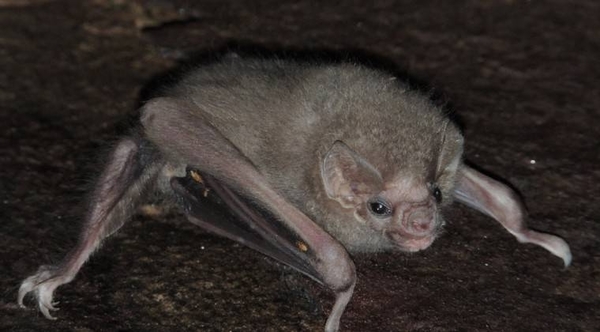HOY / Tocó a un murciélago, sufrió mordedura y se contagió de rabia