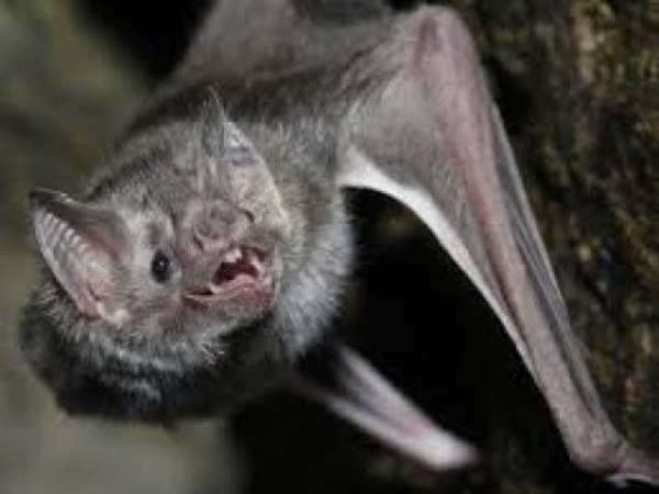 Murciélago con rabia, mordió a estudiante