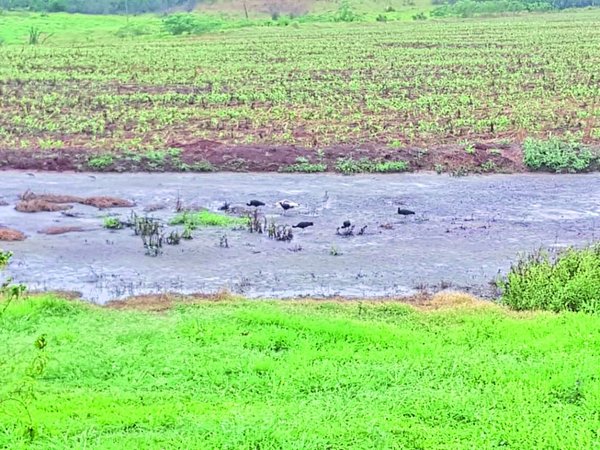 El campo celebra la caída de lluvia suficiente para realizar la siembra