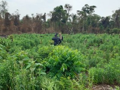 Hallan y destruyen marihuana en un Parque Nacional » Ñanduti