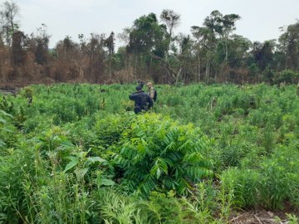 Hallan y destruyen marihuana en un Parque Nacional » Ñanduti