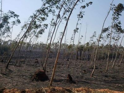 Precipitaciones traen alivio ante la quema de pastizales a nivel país - Nacionales - ABC Color