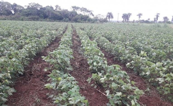 HOY / Lluvias traen alivio al campo y favorecen al inicio de la siembra