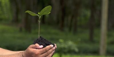 Parlamento analizará el Acuerdo de fondo para reforestación