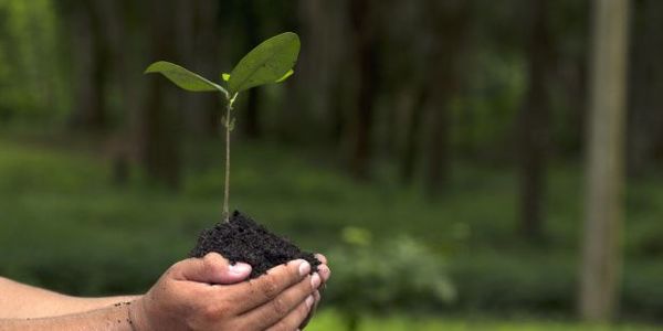 Parlamento analizará el Acuerdo de fondo para reforestación