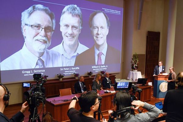 Estadounidenses Kaelin y Semenza y británico Ratcliffe ganan Nobel de Medicina - Mundo - ABC Color