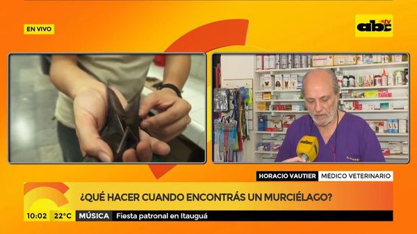 ¿Qué hacer cuando encontrás un murciélago? - ABC Noticias - ABC Color