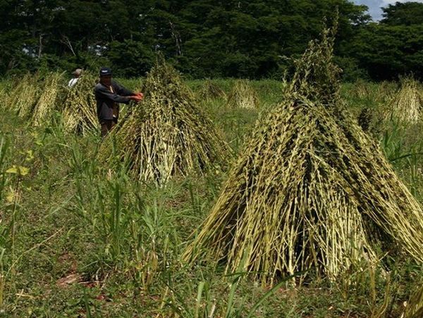 San Pedro: Últimas lluvias permiten iniciar con expectativas siembra de sésamo - ADN Paraguayo