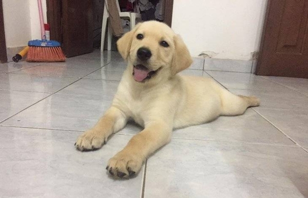 HOY / Fue robado, luego vendido y al final el silbido de su amo lo recuperó: final feliz de un cachorro