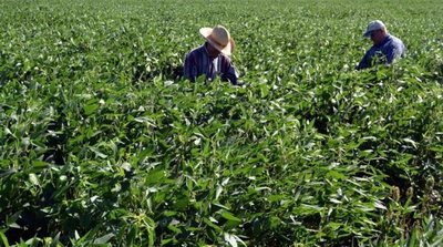Gobierno entrega más de G. 1.700 millones en aportes y créditos para productores de Amambay
