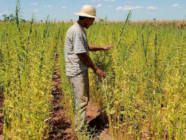 San Pedro: tras lluvias, productores de sésamo inician siembra