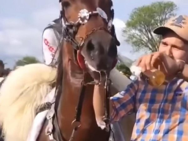 Vídeo: emborracharon a un caballo y ahora los buscan