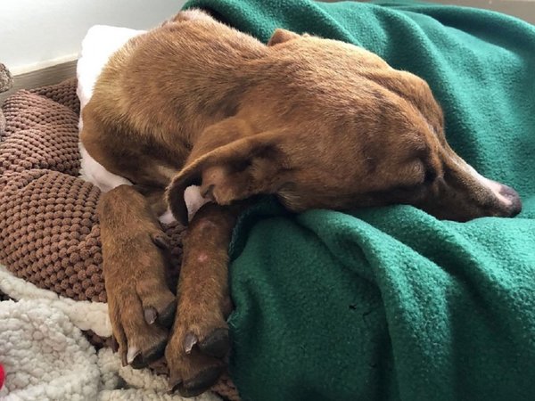 Hallan vivo a un perro debajo de edificio 1 mes después de huracán