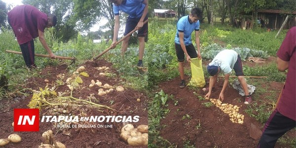 COSECHAN PRIMERA TANDA DE PAPA EN ITAPÚA