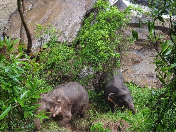 Hallan 5 elefantes muertos en la cascada donde se cayeron otros 6