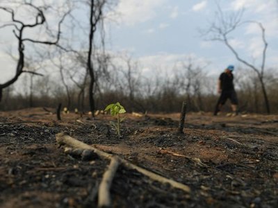 Chiquitania, en fase de recuperación tras los graves incendios