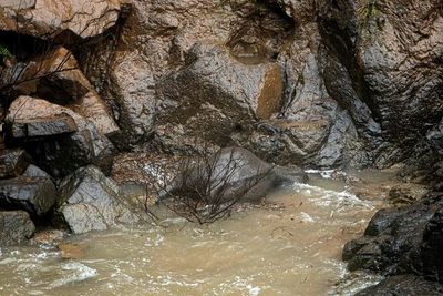 Hallan 5 elefantes muertos en la cascada tailandesa donde se cayeron otros 6 - Mundo - ABC Color