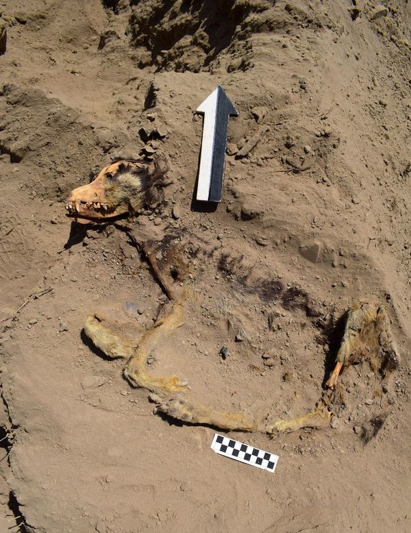 Hallan un perro enterrado hace 1.000 años en complejo arqueológico de Perú - Cultura - ABC Color