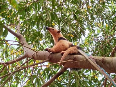 Oso melero es reinsertado a reserva tras incendio forestal en Alto Paraná