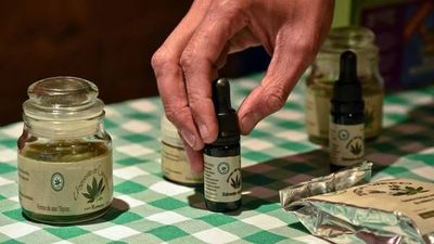 Continúa debate sobre proyecto que pretende uso del Cannabis
