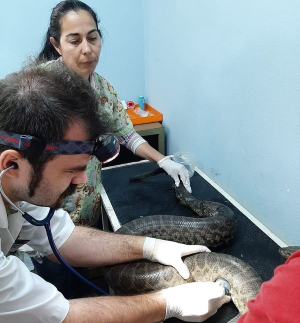 Murieron dos reptiles rescatados tras los incendios en Parque Guasu - Nacionales - ABC Color